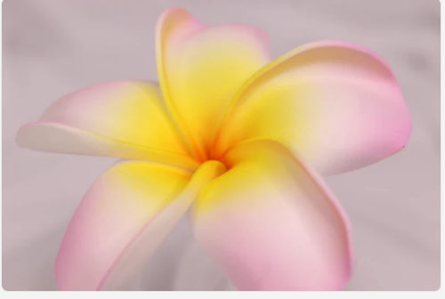 Soft Pink and Yellow Frangipani Real Touch (6 Pack) - Realistic Artificial Flowers - Image 2