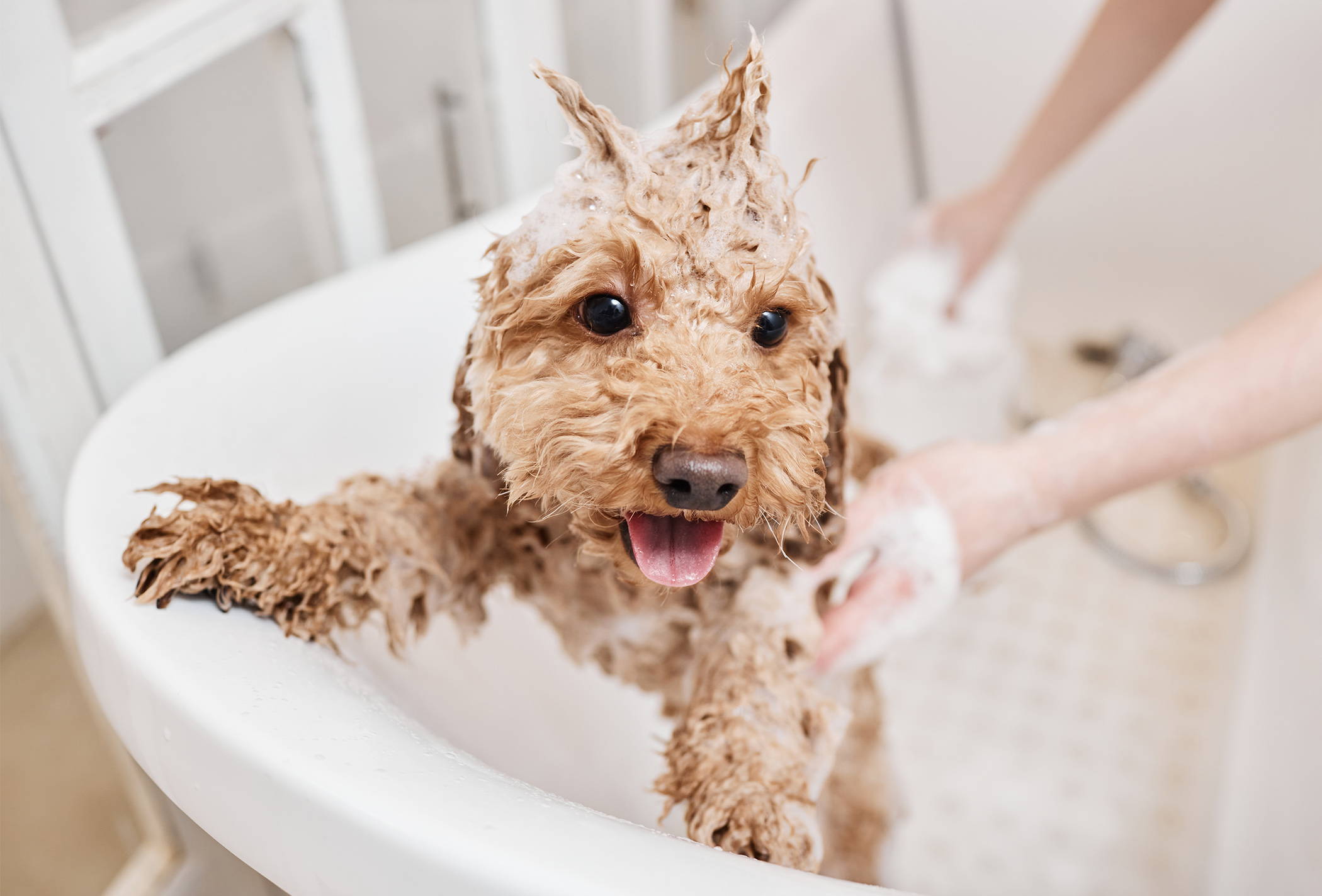 Dog being bathed and groomed to prevent yeast infections