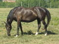Black horse side view Body Condition Score 8