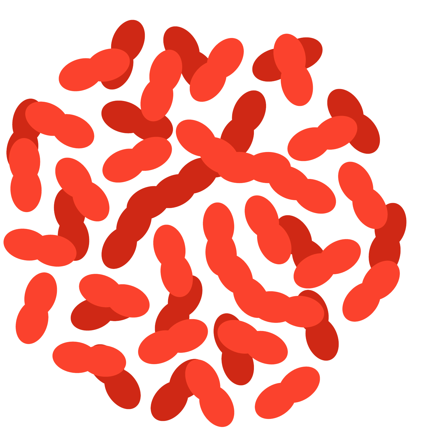 Easy Digest ingredient lactobacillus paracasei probiotc