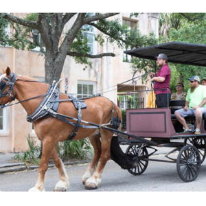 Horse and carriage ride in Charleston