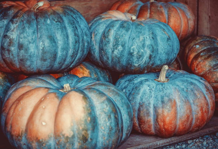 かぼちゃ 皮 オレンジ