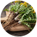 Dandelion root as a source of Inulin used in the best probiotics supplements singapore