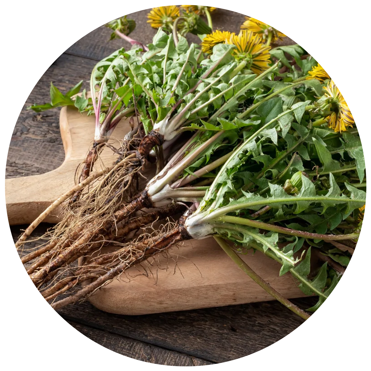 Dandelion root as a source of Inulin used in the best probiotics supplements singapore