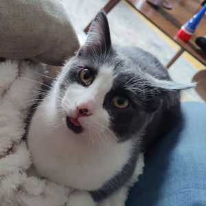 Cat Treat Fund