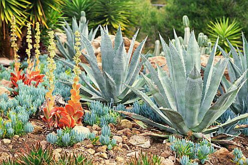  Hoedspruit
- Succulent garden.jpg