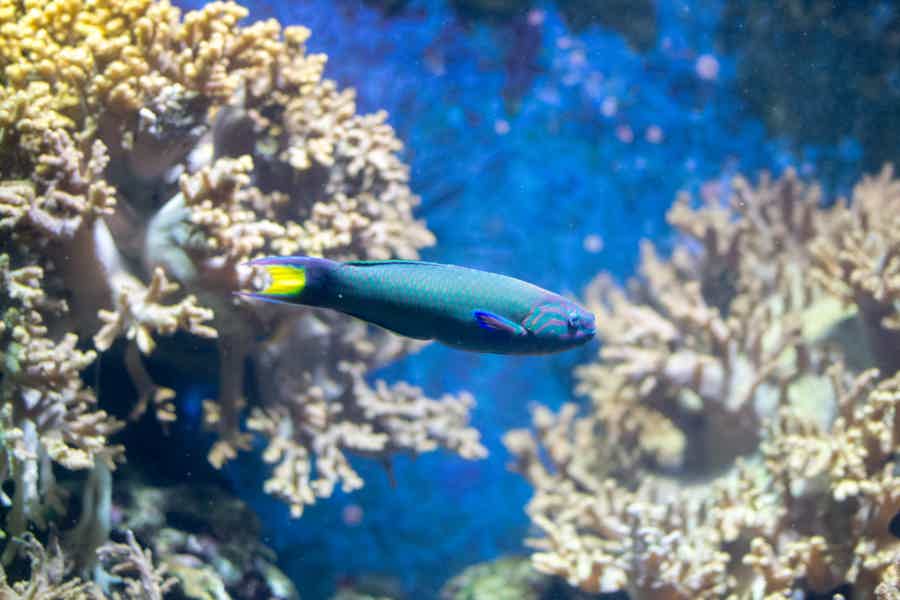London Eye & SEA LIFE Aquarium Combo Ticket NS - photo 1