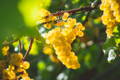 grappes de raisin