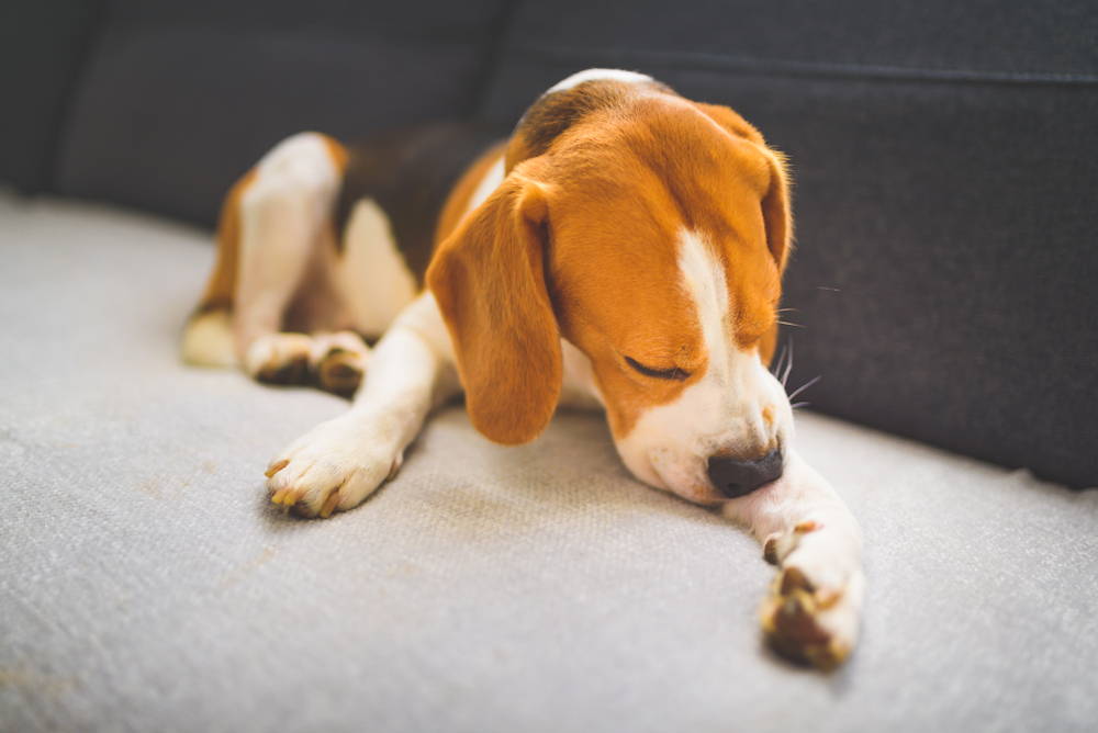 Beagle dog chewing itchy, dry skin on its legs 