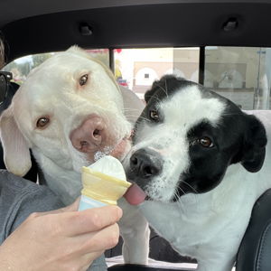 Murphy and Willow Fund