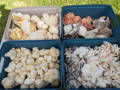 Fresh mushroom fruiting bodies in 4 containers