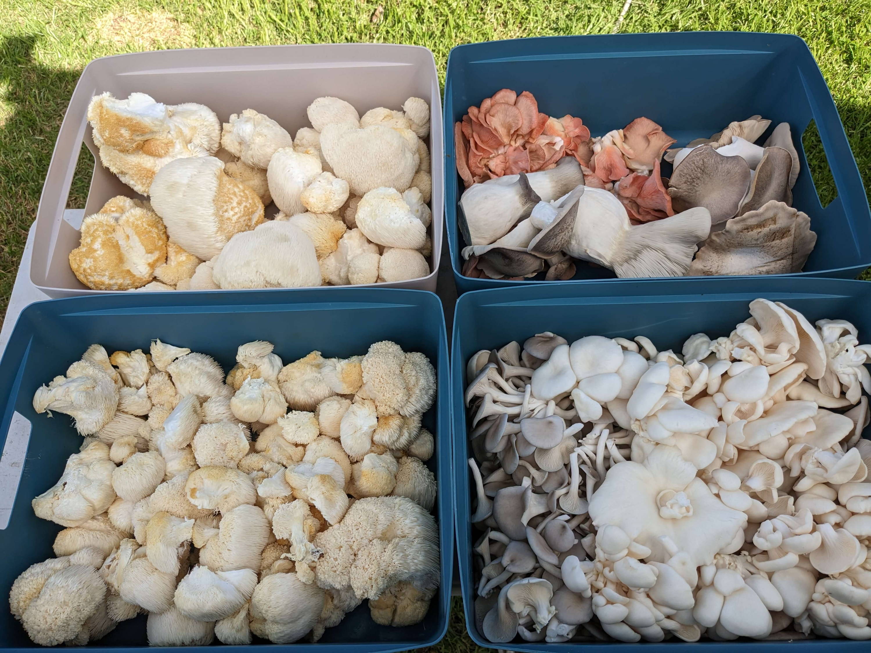 Yield Maximization Strategies for Maximum Mushroom Harvest