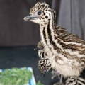 emu_chicks_eating_kale_in_brooder