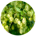 Hops as part of the best ashwagandha supplement
