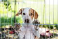 Spotted shelter dog in an outdoor kennel waiting to be adopted