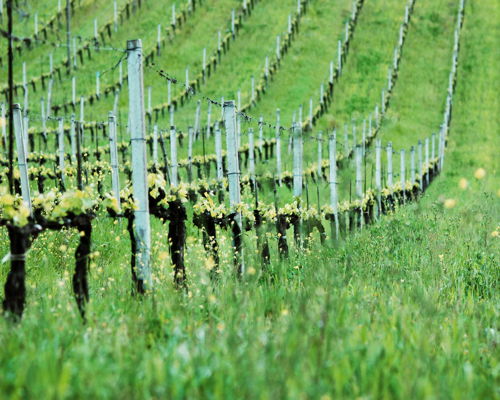 Corsi di cucina San Gimignano: Lezione di cucina: Pici&Tiramisù toscano a San Gimignano