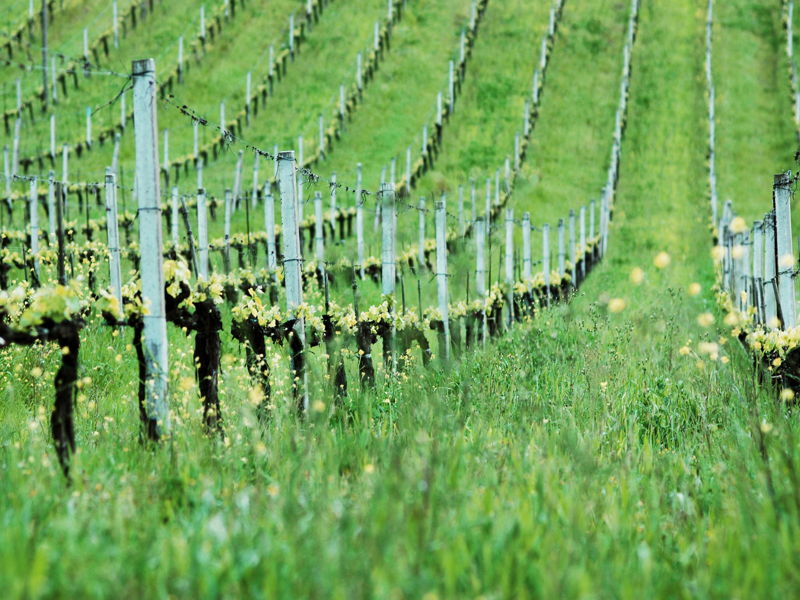 Cursos de cocina San Gimignano: Clase de cocina: Pici y tiramisú toscano en San Gimignano.
