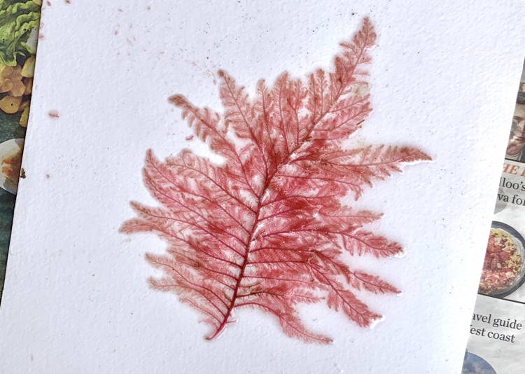 How To Press Seaweed For Art  The Best Guide For Making Seaweed Art –  Beach House Art