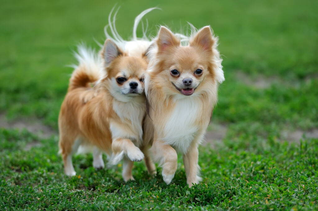 are chihuahua dogs good for asthma