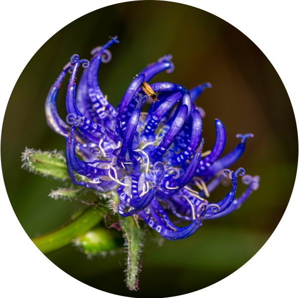 Bananas as a source of Prebiotics in the best probiotics in singapore