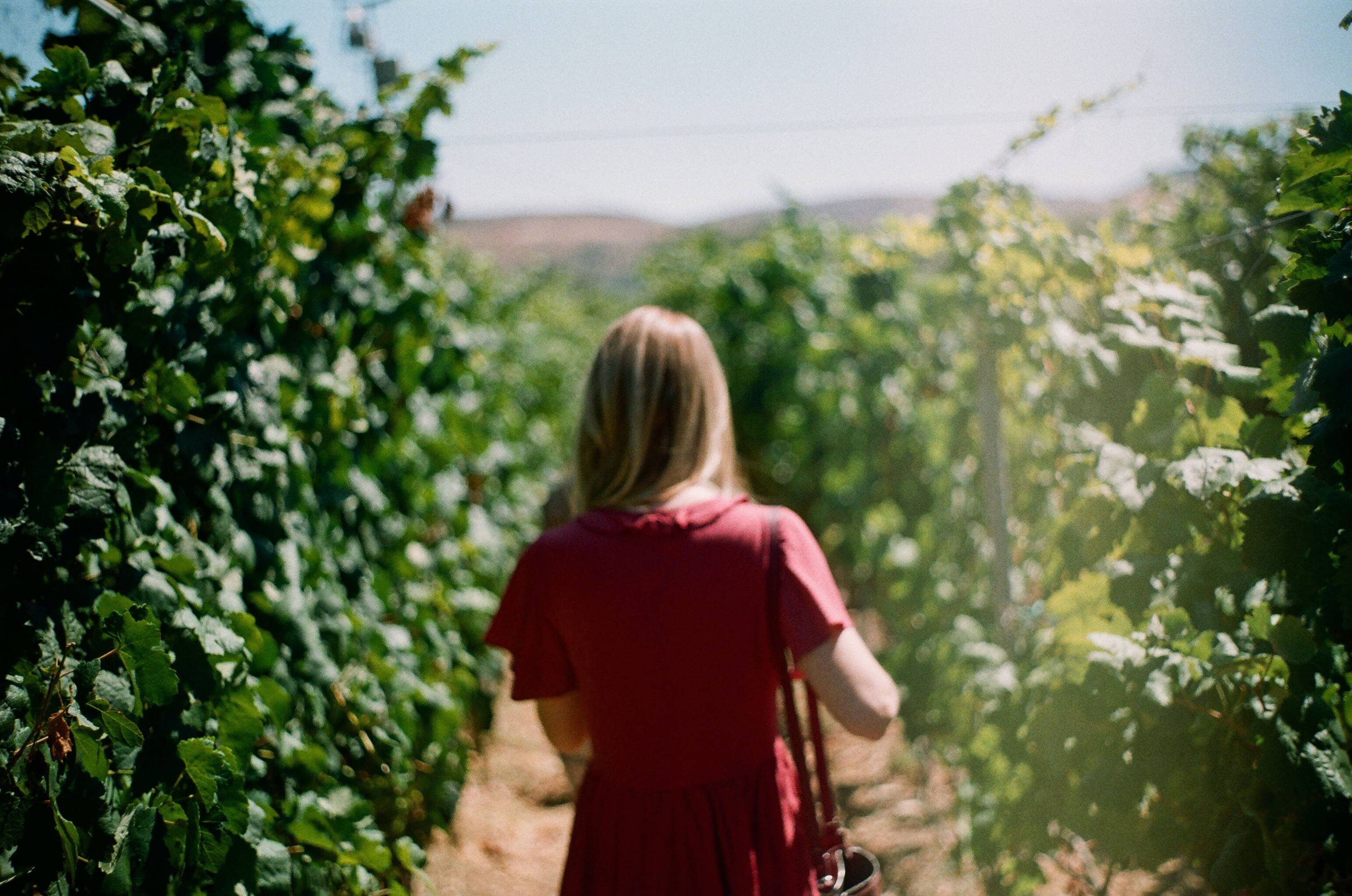 Woman walking through her local home vineyard choosing a local wine type.  