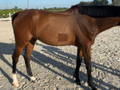 Side view brown horse Body condition Score 4+