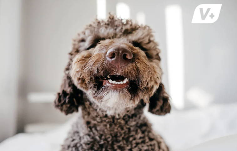 Dog smiling and showing white teeth with Vetnique V+ logo