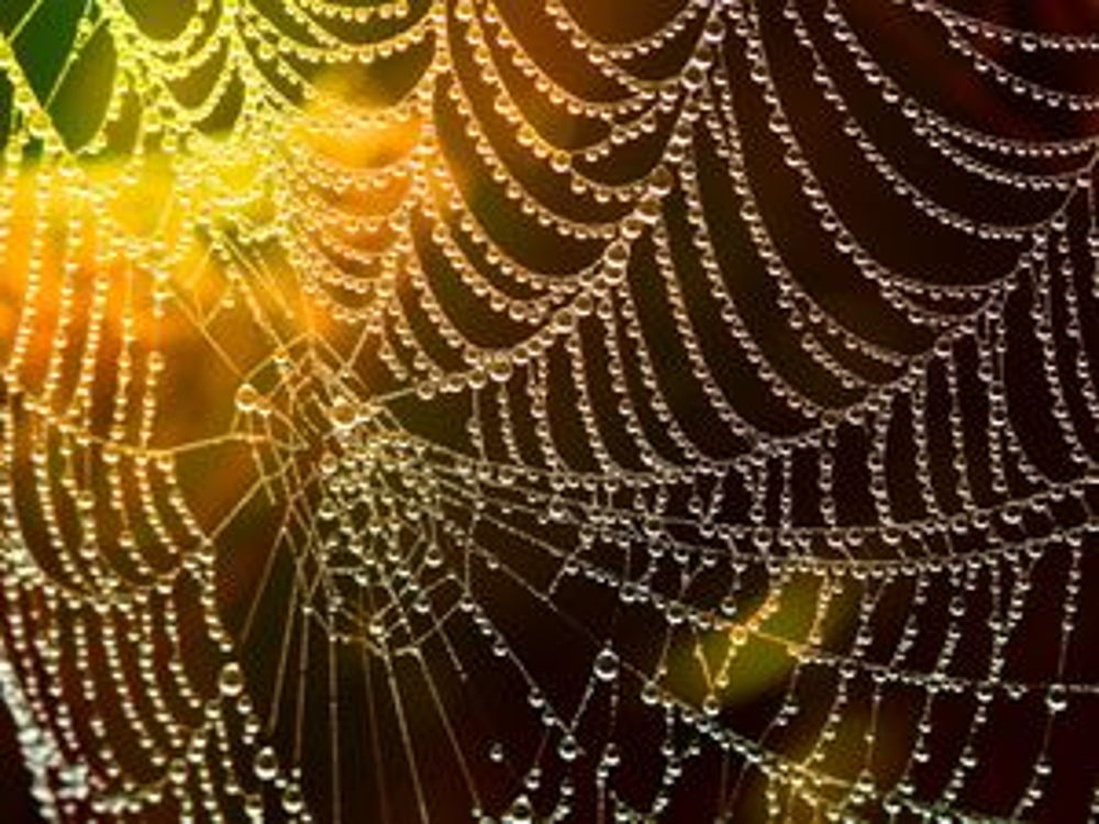 The Spelling Web (Grades 3-5)