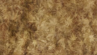 sdp viele blätter px