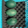three-emu-hatching-eggs-in-tray