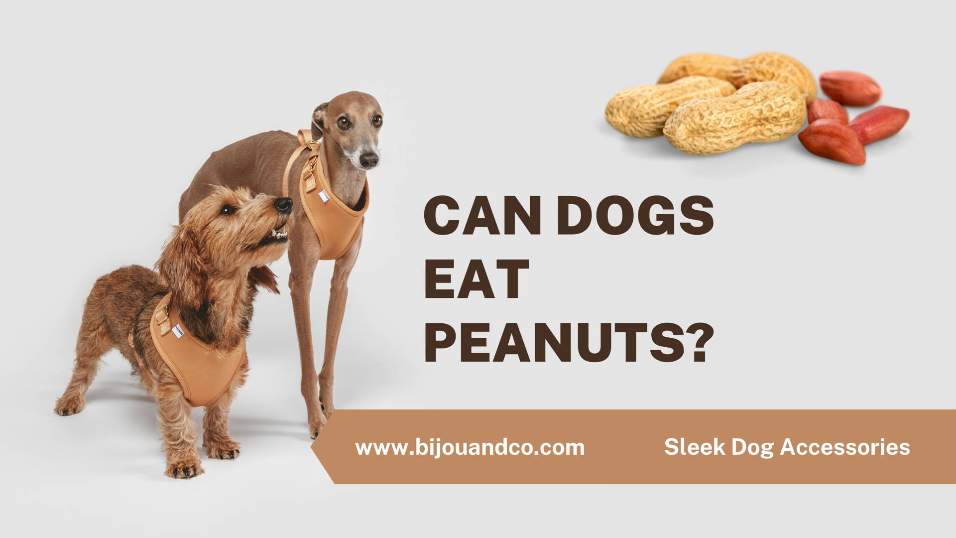 can dog eat peanuts