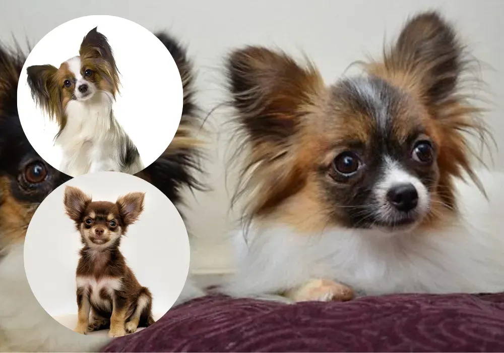 chihuahua mix with papillon