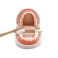 An educational Montessori children's toy that imitates real human teeth 