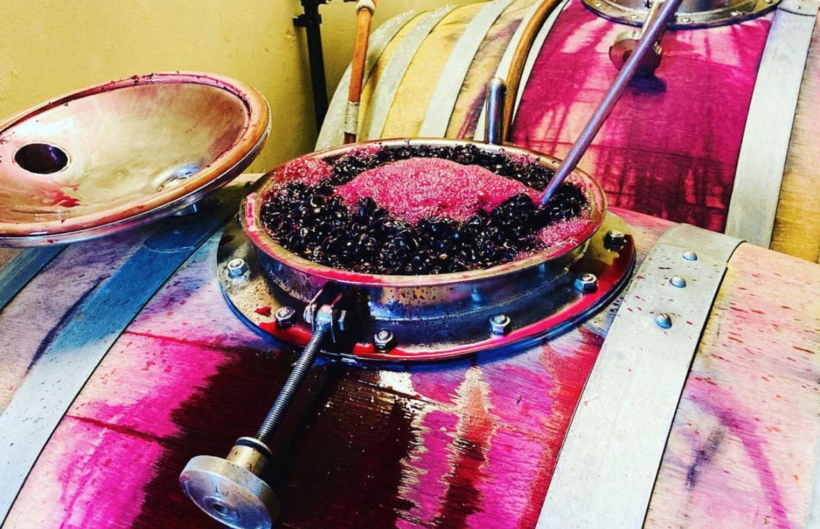 emmanuel taillez, domaine cazaban, joseph parcé, cabardès, languedoc, vin nature, vin bio, vin rouge, vin blanc, vin rosé, raw wine, organic wine, vin naturel, vin sans intrants, vin propre, vin sain, merlot, cabernet, syrah, grenache, mourvèdre, carignan, roussanne, vermentino, grenache blanc, montagne noire