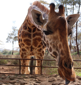 Giraffe Center day tour.jpg