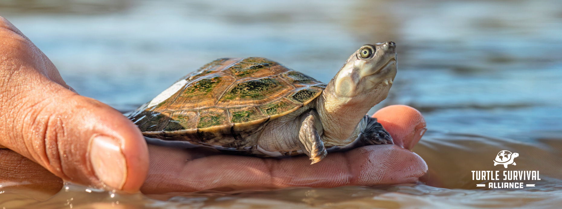 Turtle Survival Alliance