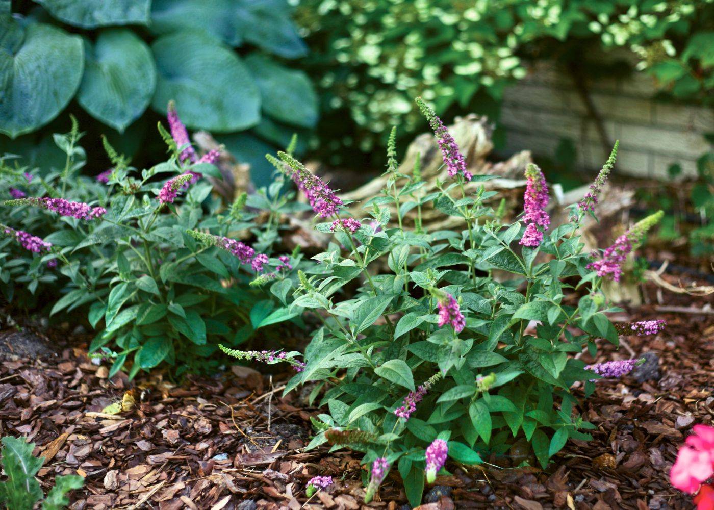 Two small pink butterfly bush planted by hostas