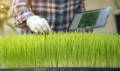 man wearing glove, hand selecting the finest quality wheat grass from the wheat plant