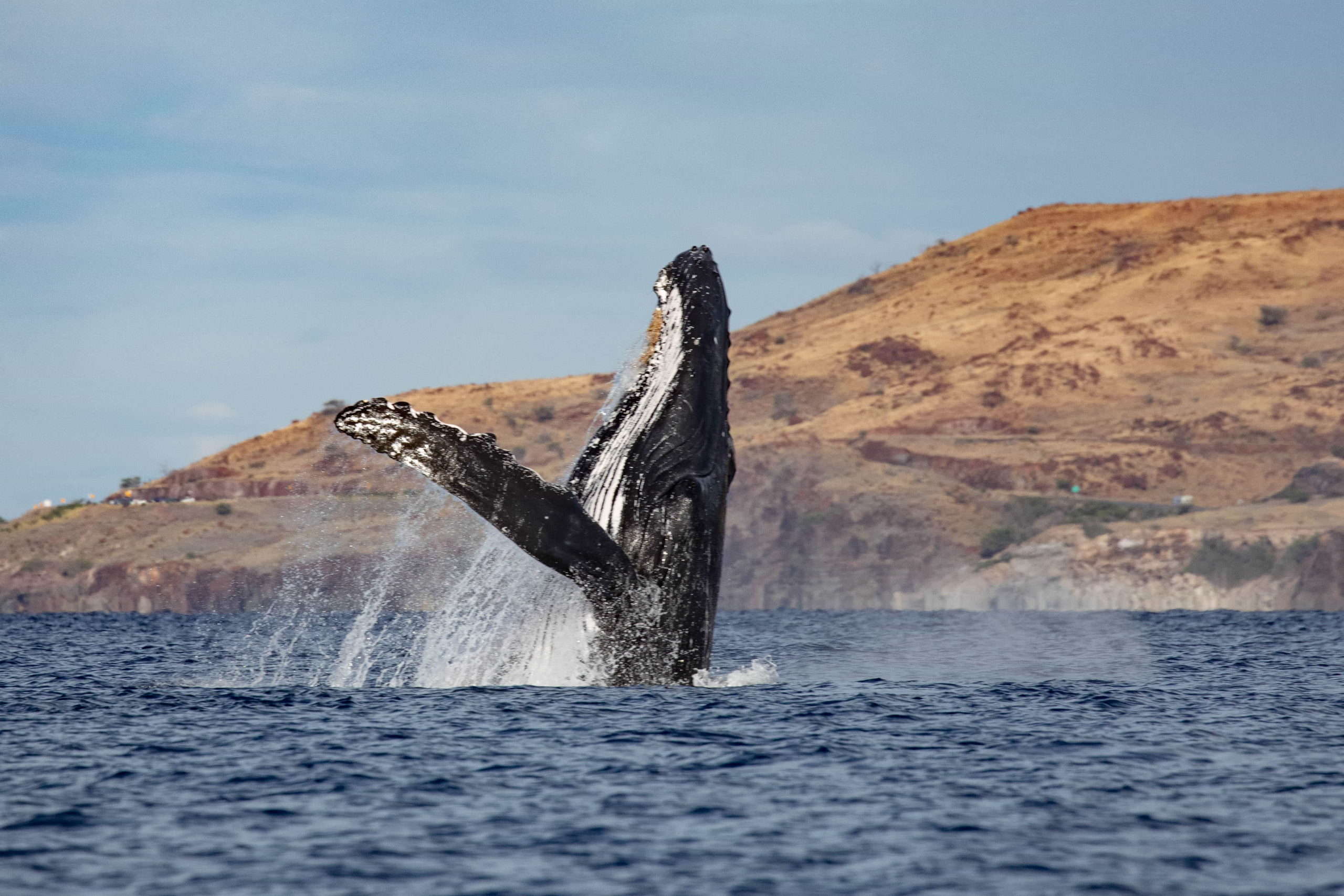 3-hour Whale Watching Tour image