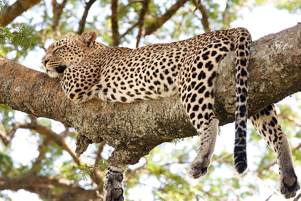  Hoedspruit
- leopard from Villiers.jpg