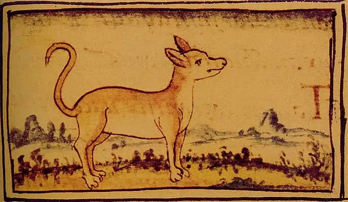 chihuahua bred