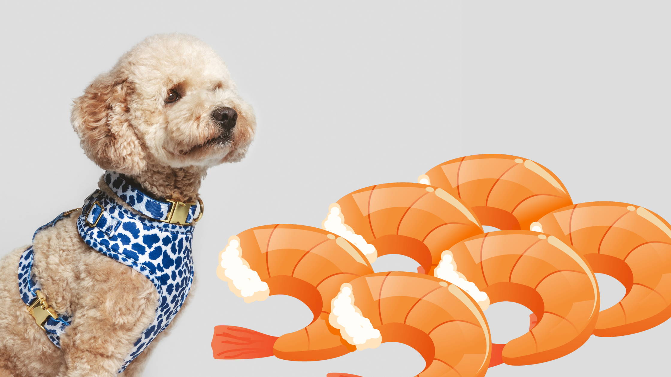 shrimps are good for dogs.png