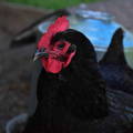 australorp-hen