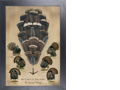 World Slam Canvas Giclee by Melissa Ball