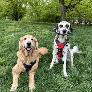 Boston and Champ Toy Fund