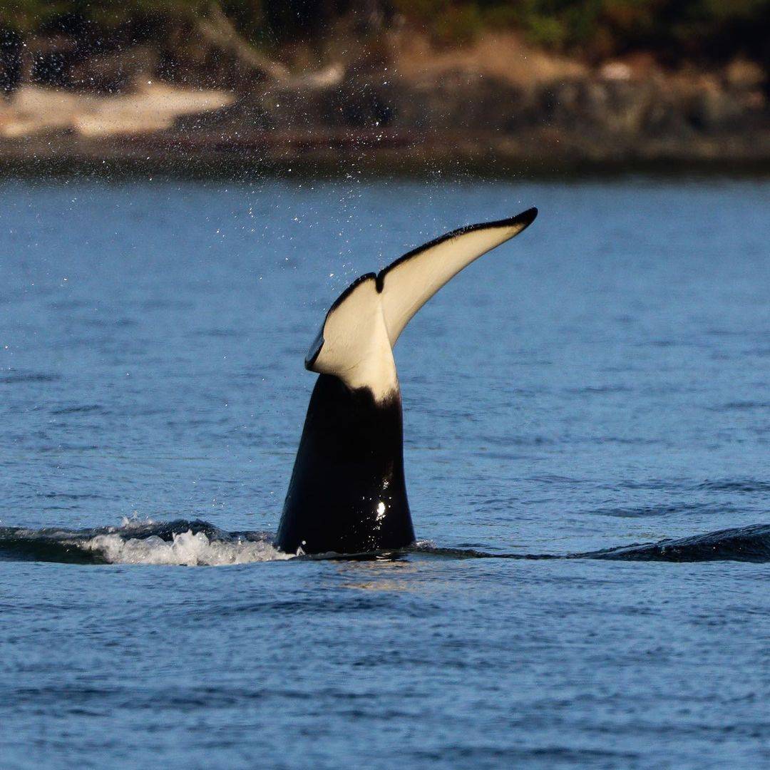 Orca Conservancy is a non-profit organization working on behalf of Orcinus orca, the killer whale, and protecting the endangered orcas and the wild places in which they live