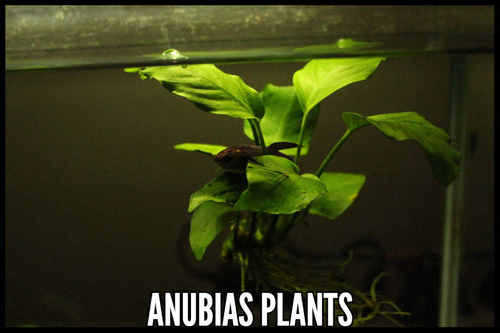 Anubias Plants