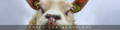 mouton des Highlands d'Ecosse surpris qui fait les gros yeux