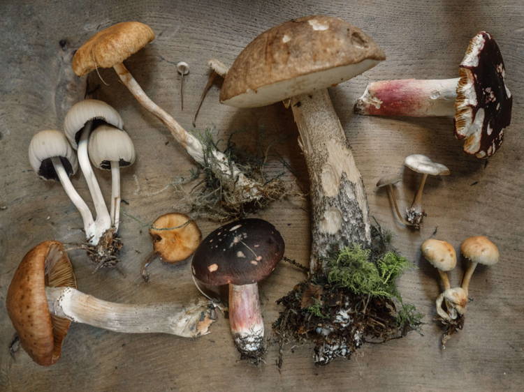 Foraged mushrooms on table