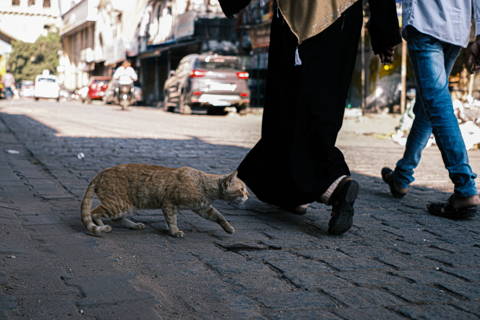 Photo by Rohit Singh on Unsplash - cat roaming the streets without cat fence